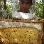 Extracción de miel producida en bosque. Arambala, El Salvador.